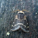 December moth by steveandkerry