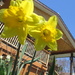 May 1st and these two duffodils are showing off by bruni