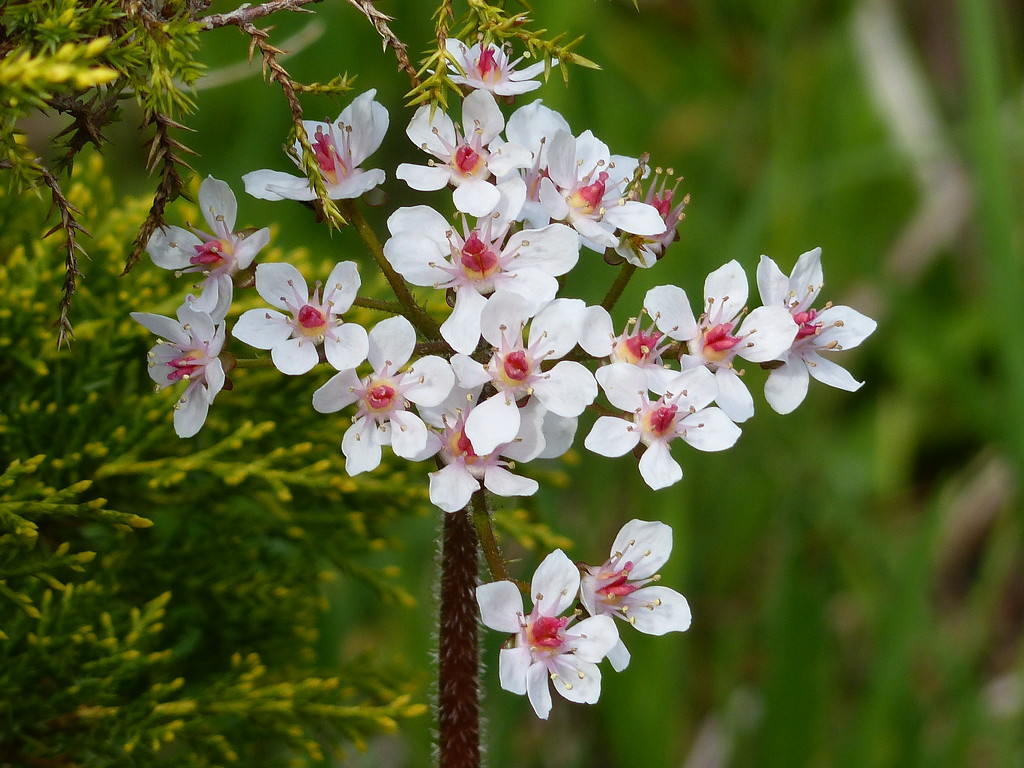 Very Pretty Flowers by susiemc