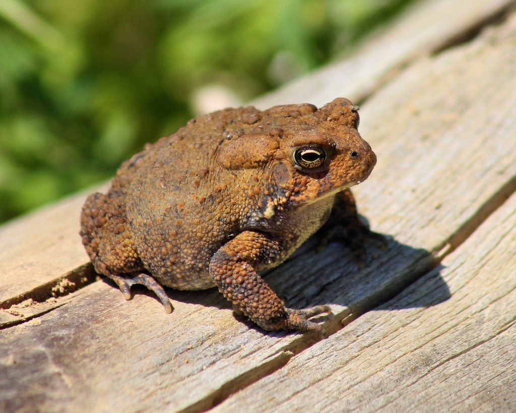 I toad you I was trying to sleep by cjwhite