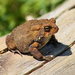 I toad you I was trying to sleep by cjwhite