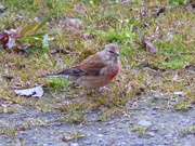 1st May 2015 -  Linnet (Male)