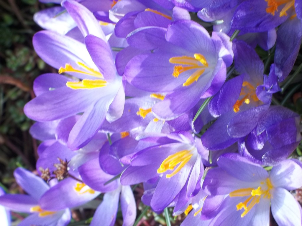 Vibrant in Violet by rosbush
