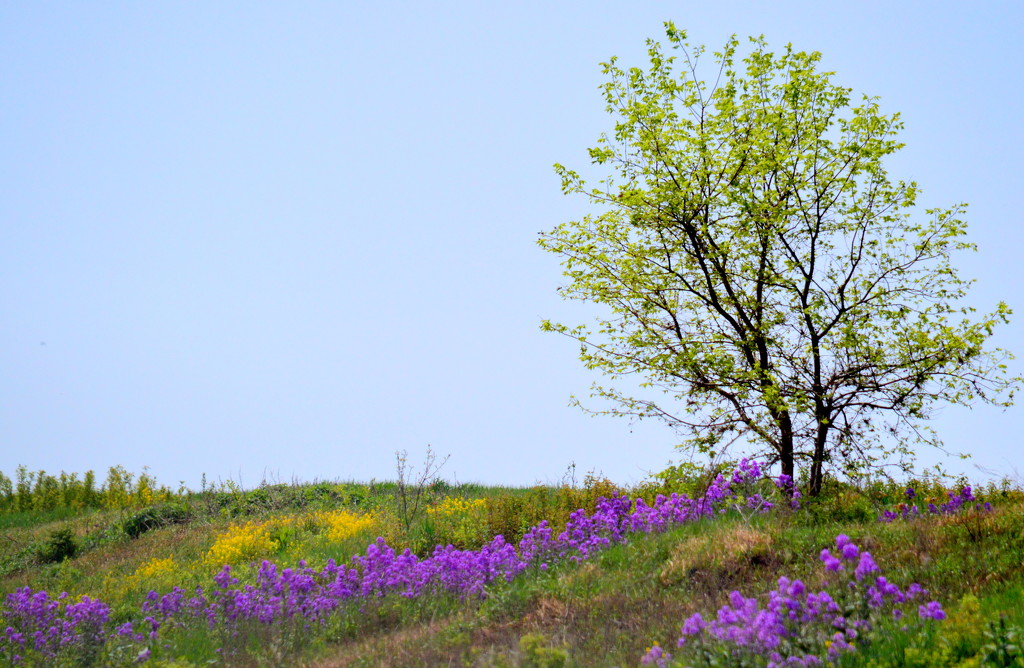 A Colorful Hillside by kareenking