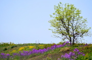 1st May 2015 - A Colorful Hillside