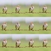 Lark Sparrow by kareenking