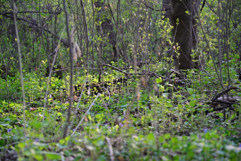 the forest floor... by earthbeone