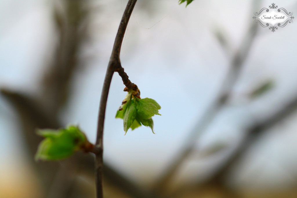 Baby Leaves by sarahlh