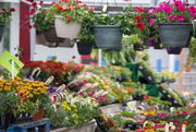 1st May 2015 - Flowers for Sale