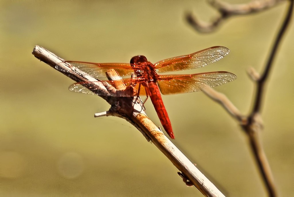 Dragonfly by joysfocus