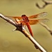 Dragonfly by joysfocus
