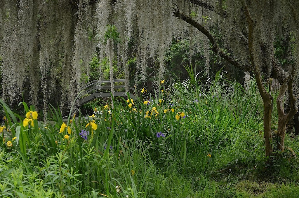 Irises, Magnolia Gardens, Charleston, SC by congaree
