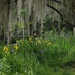 Irises, Magnolia Gardens, Charleston, SC by congaree