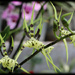Spiky green beauty by flyrobin