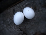 2nd May 2015 - pigeon eggs