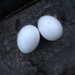 pigeon eggs by steveandkerry