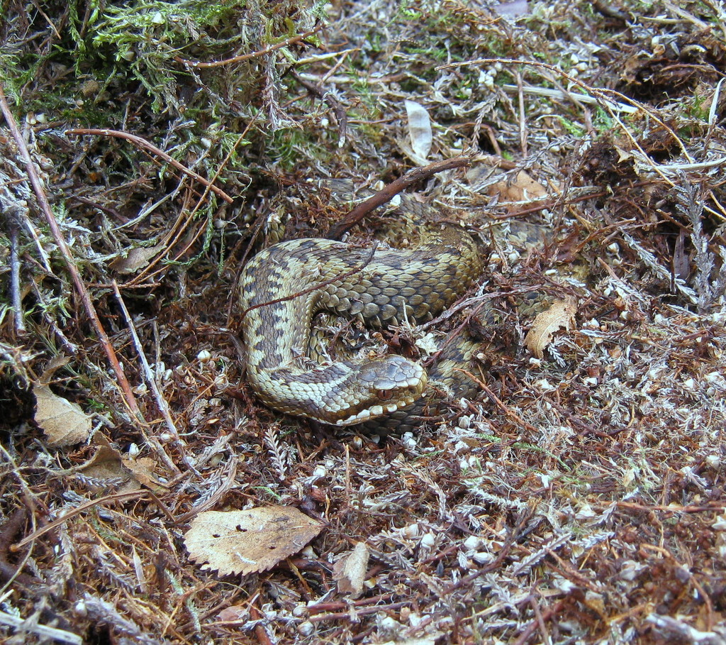 Adder by steveandkerry