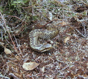 22nd Mar 2013 - Adder