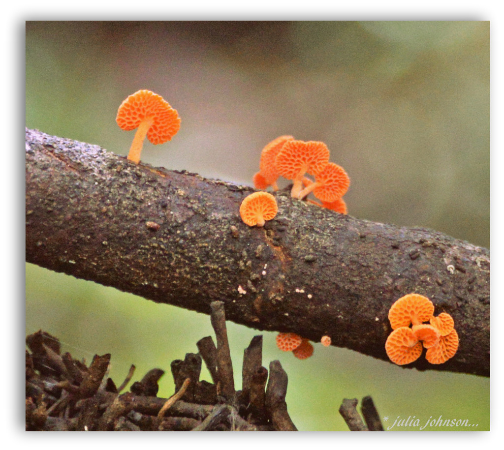 Orange Pore fungi.. by julzmaioro