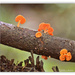 Orange Pore fungi.. by julzmaioro