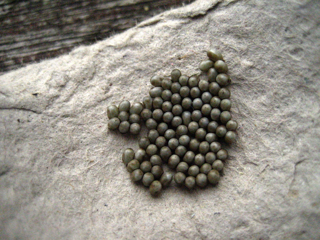 emperor moth eggs by steveandkerry