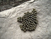 24th Mar 2013 - emperor moth eggs