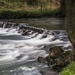 Rushing River Dove by shepherdmanswife