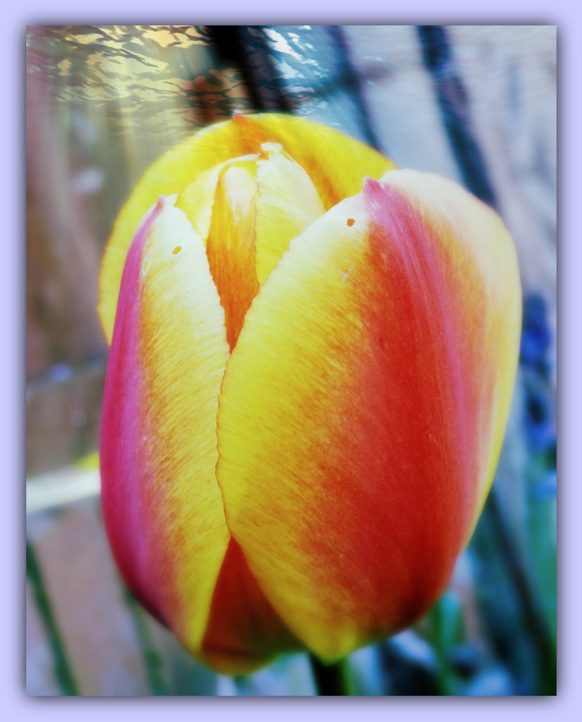 Tulip-1 by beryl