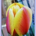 Tulip-1 by beryl