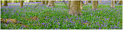 2nd May 2015 - Bluebell Wood, Coton Manor Gardens