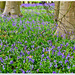 Bluebell Wood, Coton Manor Gardens by carolmw