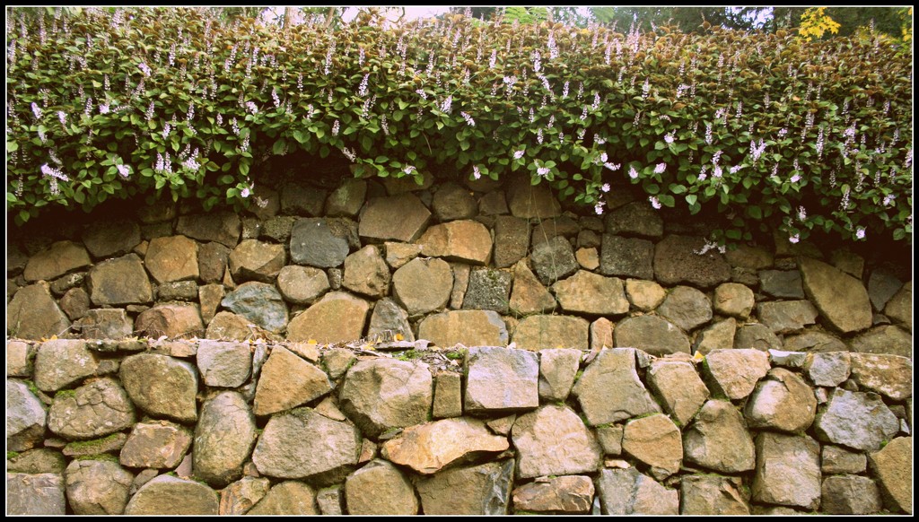 garden wall by cruiser