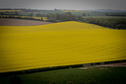 2nd May 2015 - Fields of Yellow.....