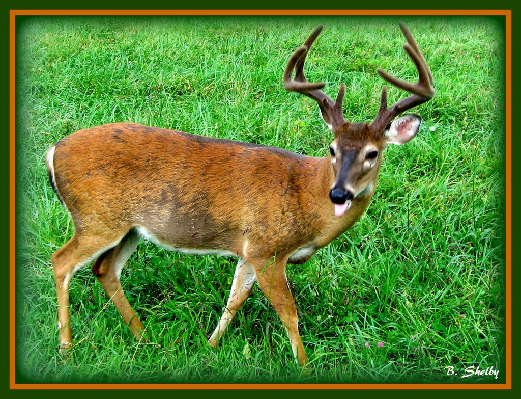 Deer Me! by vernabeth