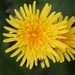 2 May 2015 Who says dandelions are not beautiful by lavenderhouse