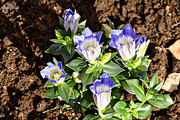 2nd May 2015 - Gentiana Scabra