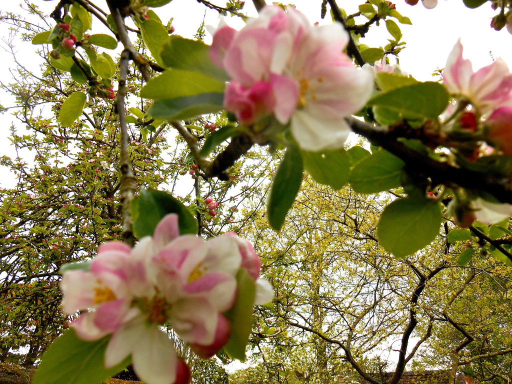Apple blossom time... by snowy