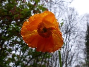 2nd May 2015 - Welsh Poppy