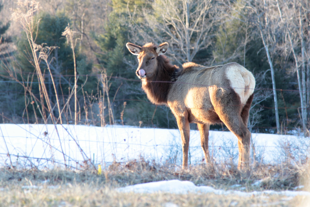 Elk by steelcityfox