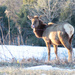 Elk by steelcityfox
