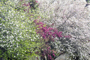 1st May 2015 - Tree Blossoms