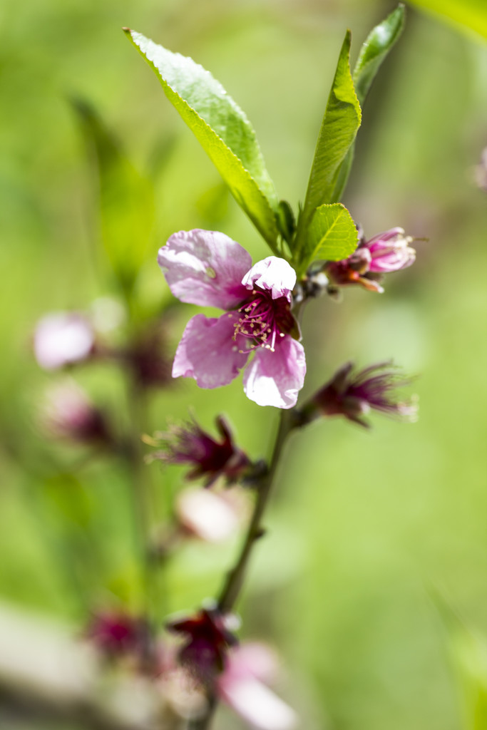 Peach Tree Blossoms by hjbenson
