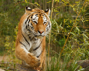 2nd May 2015 - Siberian Tiger
