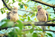 2nd May 2015 - Two Mourning Doves