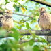 Two Mourning Doves by mhei