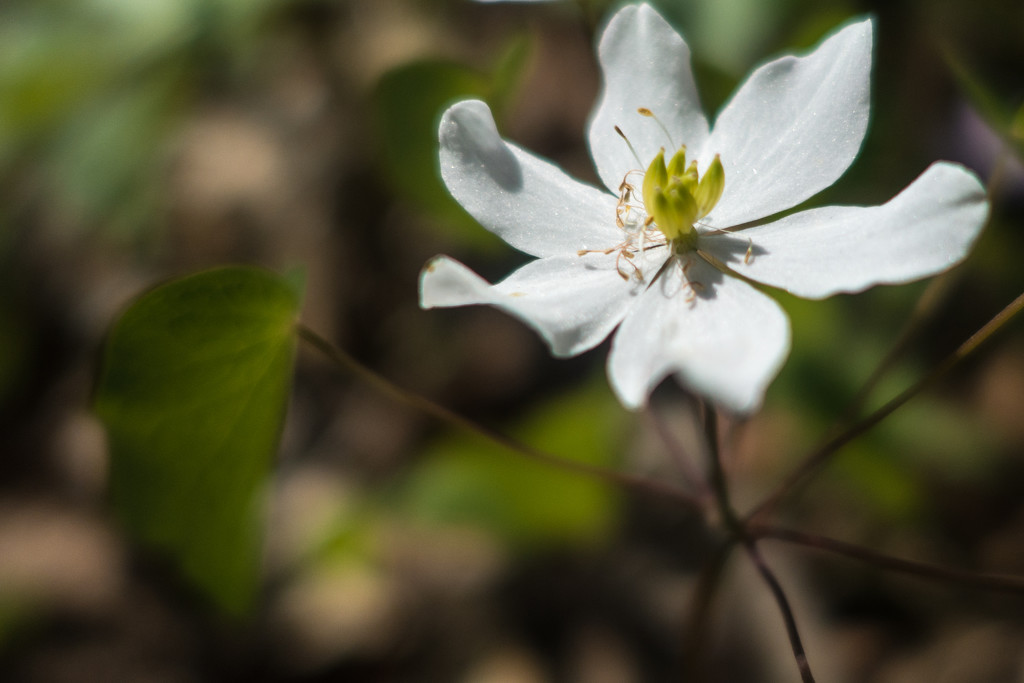 Wood Anemone by rminer