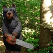 29th Apr 2015 - Part Two: Bear tackles bigger trees