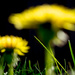 Blurred Lions of Spring by tracymeurs