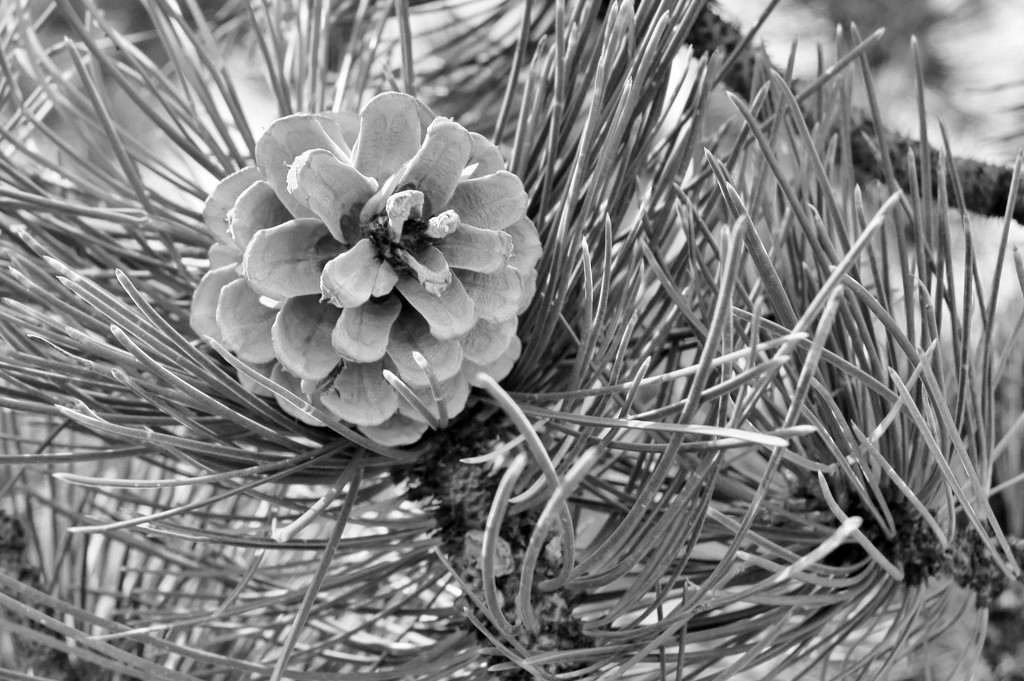 Pine cone by dmdfday