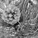 Pine cone by dmdfday